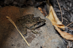 Ptychadena oxyrhynchus