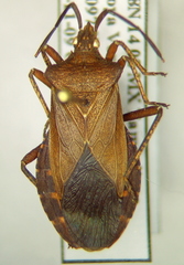 Sethenira ferruginea