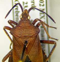 Sethenira ferruginea