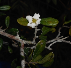 Bourreria virgata