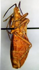 Sethenira ferruginea