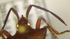 Sethenira ferruginea