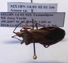 Sethenira ferruginea