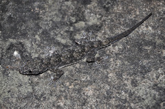 Hemidactylus tasmani