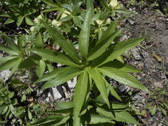 Helleborus viridis viridis