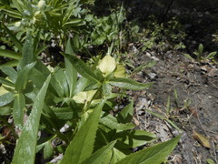 Helleborus viridis viridis