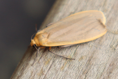 Eilema depressa