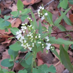 Ageratina paupercula