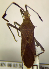 Chariesterus moestus