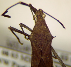 Chariesterus moestus