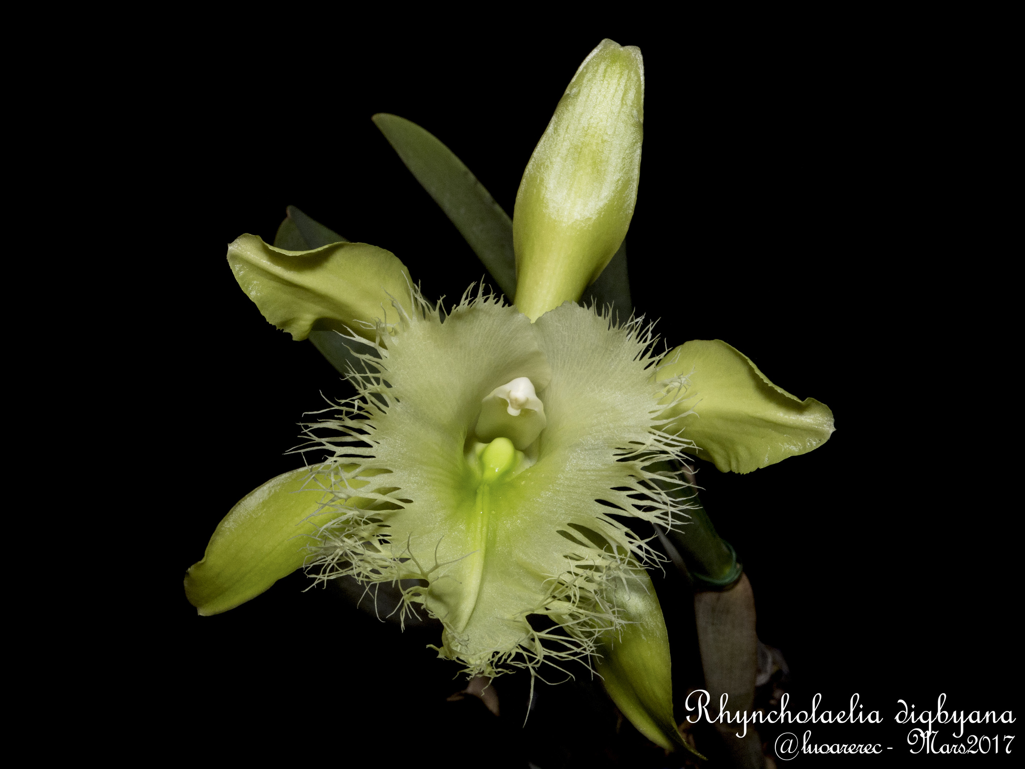 Orquídea Blanca Yucateca (Rhyncholaelia digbyana) · NaturaLista Colombia