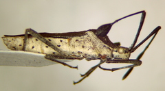 Chariesterus moestus