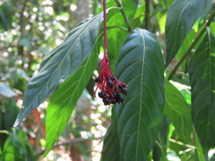 Palicourea croceoides
