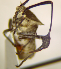 Chariesterus moestus