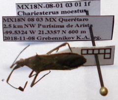 Chariesterus moestus