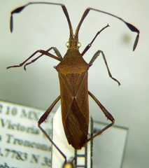 Chariesterus moestus