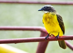 Myiozetetes cayanensis