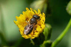 Osmia latreillei