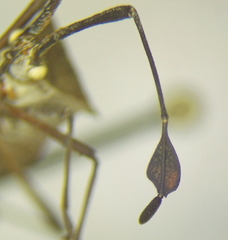 Chariesterus moestus