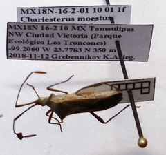 Chariesterus moestus