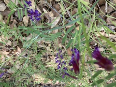 Vicia benghalensis