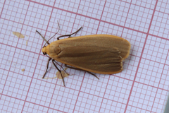 Eilema depressa