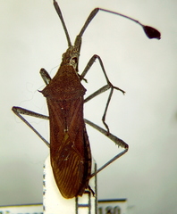 Chariesterus moestus