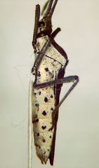 Chariesterus moestus