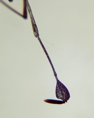 Chariesterus moestus