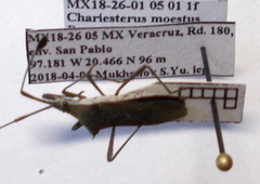 Chariesterus moestus