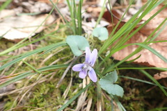 Viola walteri
