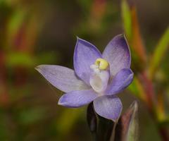 Thelymitra pallidifructus