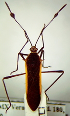 Plapigus circumcinctus