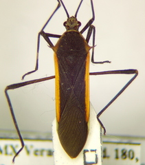 Plapigus circumcinctus