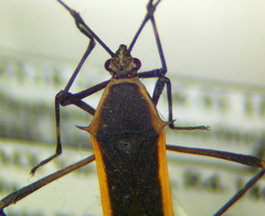 Plapigus circumcinctus