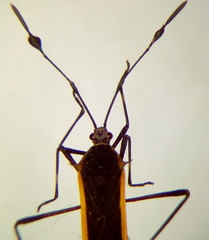 Plapigus circumcinctus