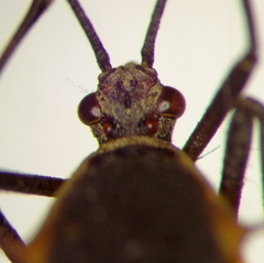 Plapigus circumcinctus