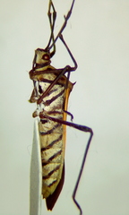 Plapigus circumcinctus