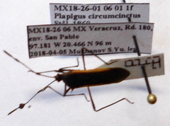 Plapigus circumcinctus