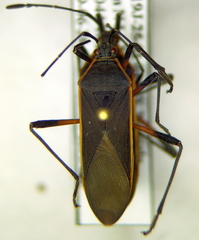 Staluptus marginalis