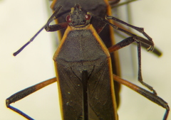 Staluptus marginalis