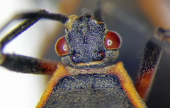 Staluptus marginalis