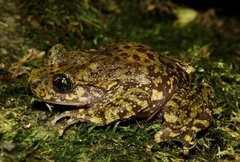 Natal Ghost Frog photo 5
