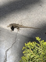 Sceloporus occidentalis