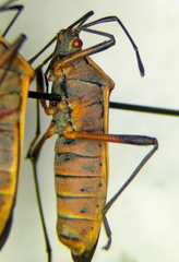 Staluptus marginalis