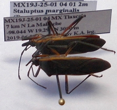 Staluptus marginalis