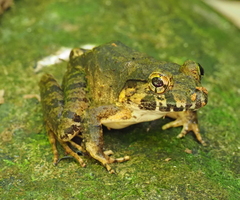 Limnonectes blythii