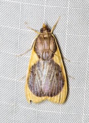 Prooedema inscisalis