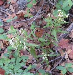 Ageratina paupercula