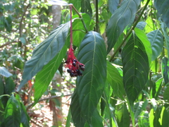 Palicourea croceoides